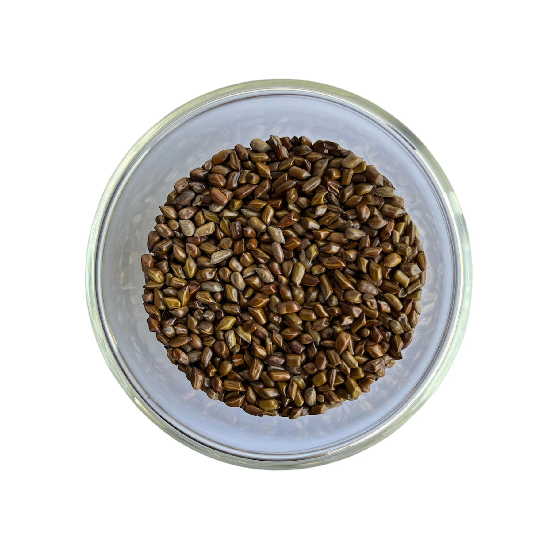 Cassia Tora seeds in Kohima