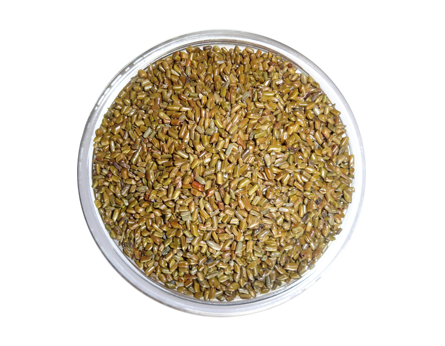 cassia-tora-seeds-suppliers-in-india